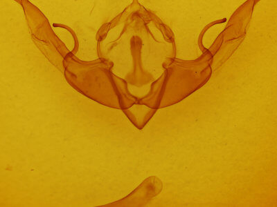 genitalia view of adult Lithophane pertorrida