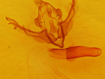 genitalia view of adult Lithophane pexata