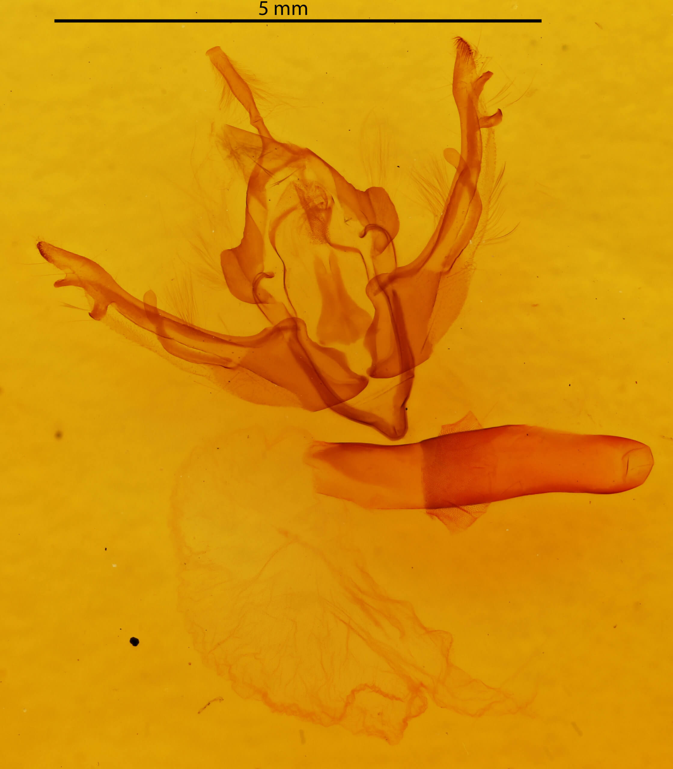 genitalia view of adult Lithophane pexata