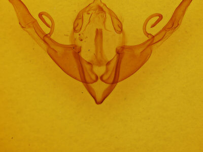genitalia view of adult Lithophane torrida
