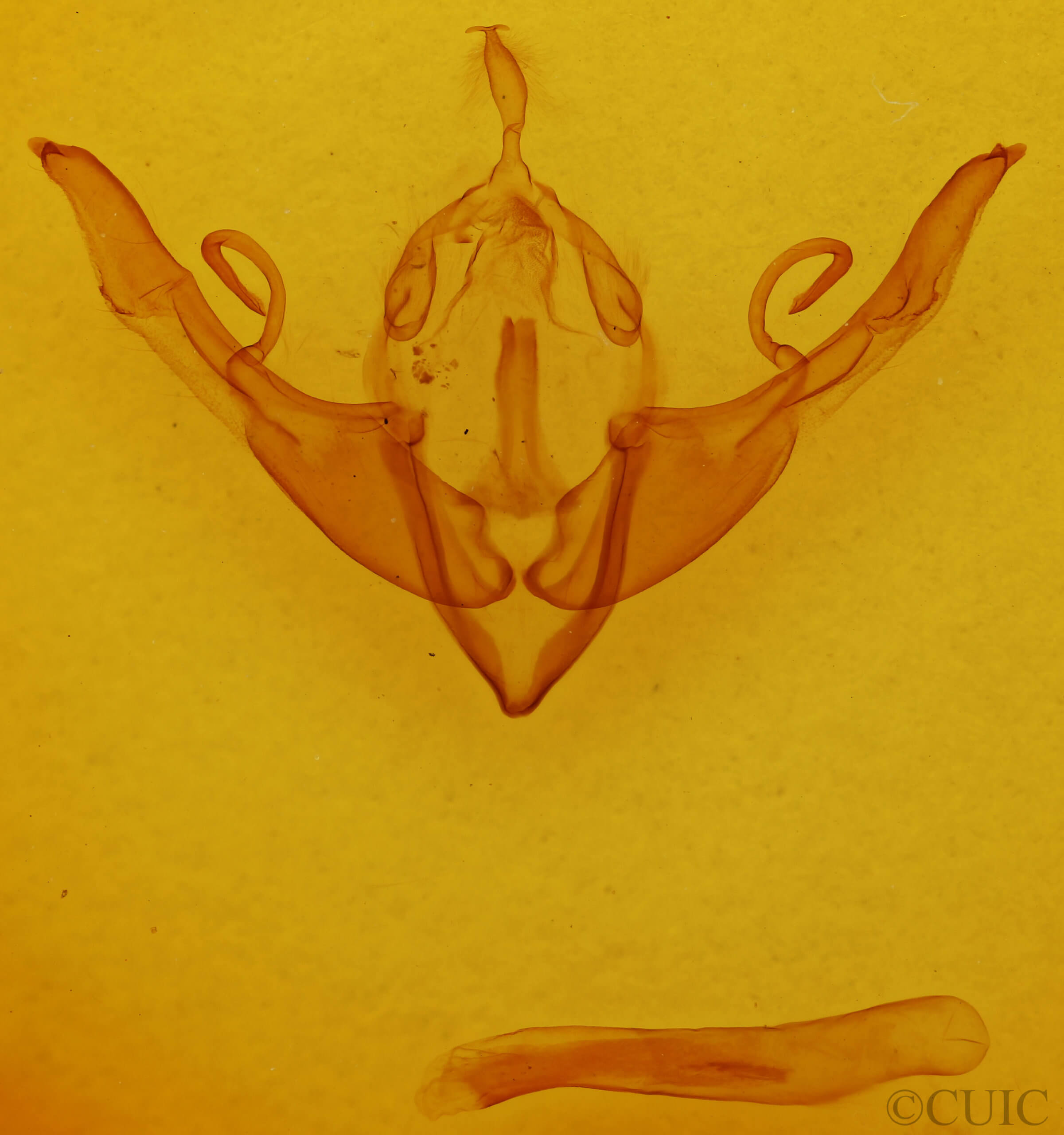 genitalia view of adult Lithophane torrida