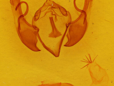 genitalia view of adult Lithophane unimoda