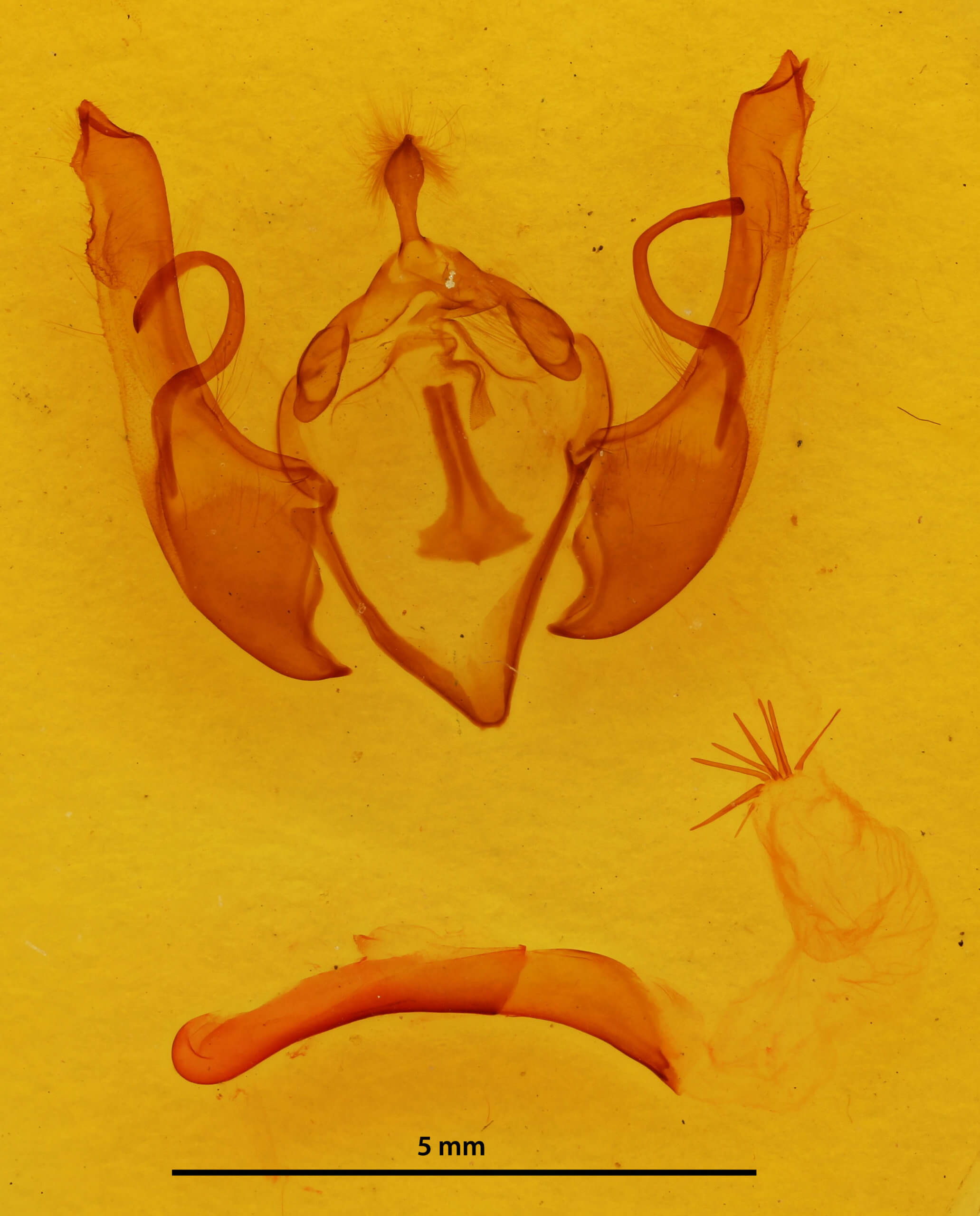 genitalia view of adult Lithophane unimoda