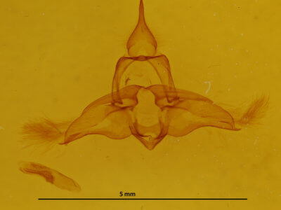genitalia view of adult Lophocampa roseata