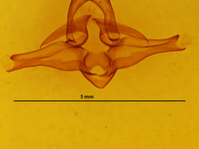 genitalia view of adult Lophocampa significans