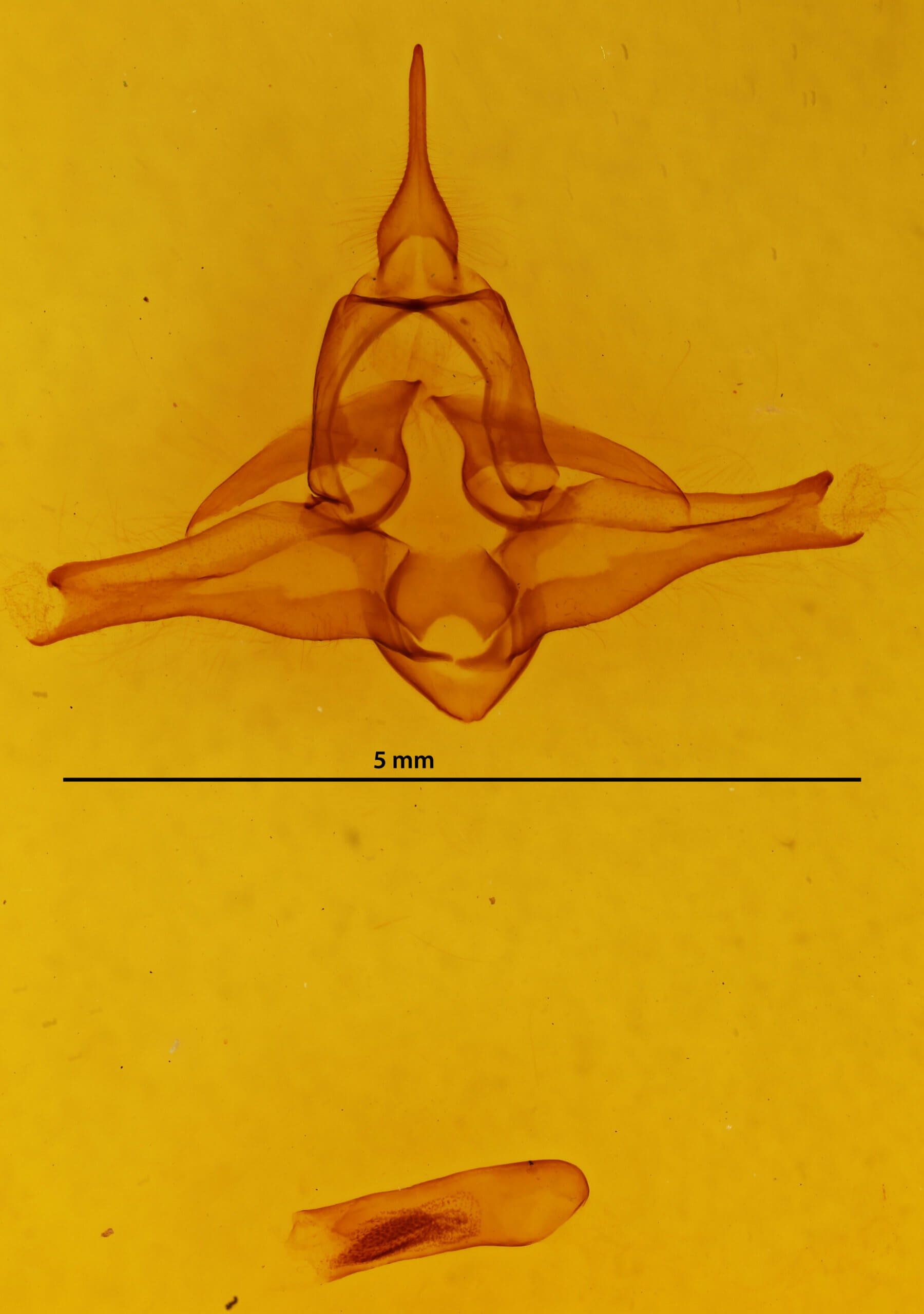 genitalia view of adult Lophocampa significans