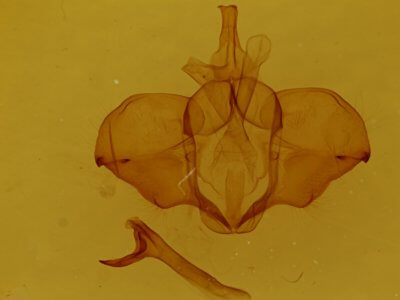 genitalia view of adult Ptilodon cucullina