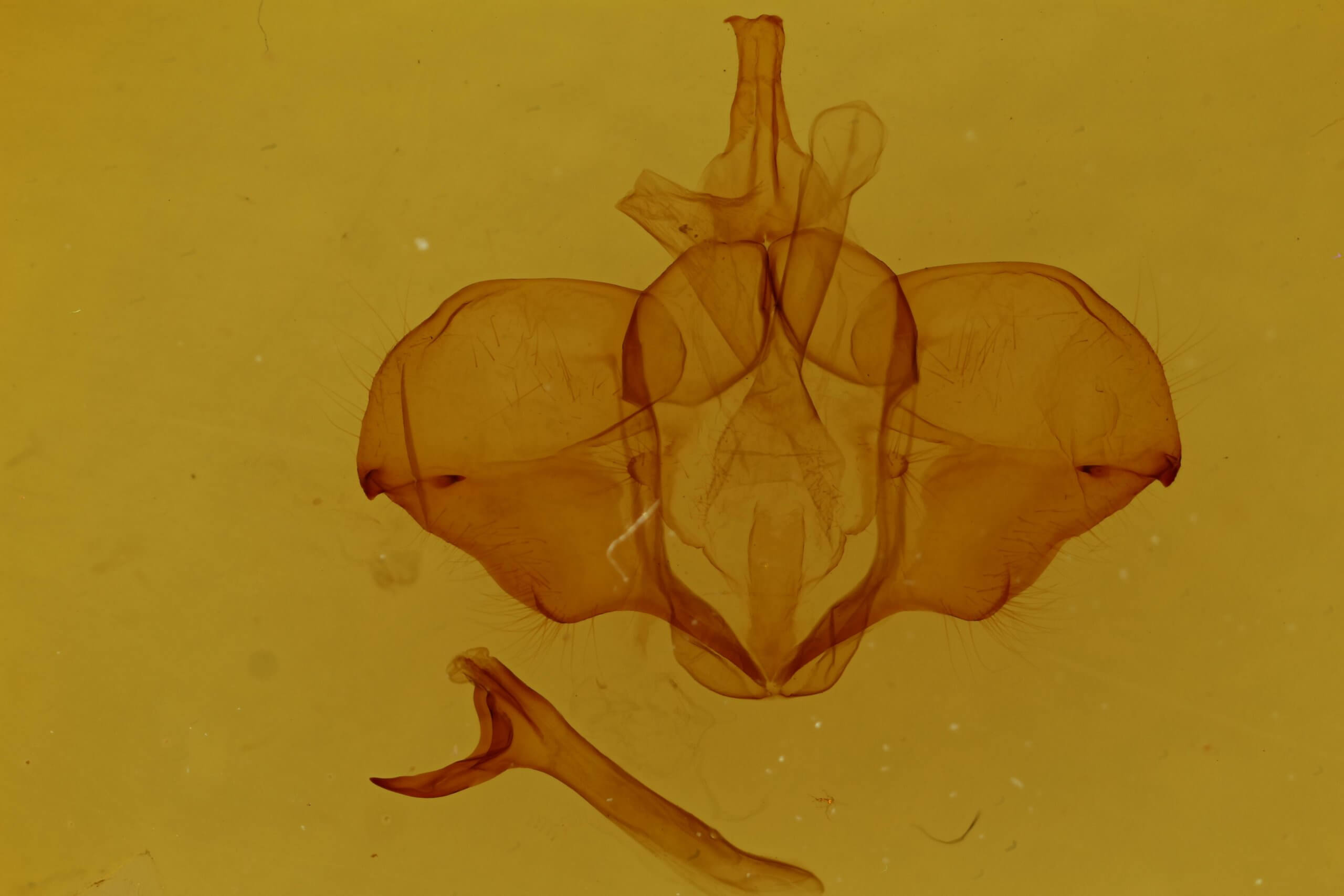 genitalia view of adult Ptilodon cucullina