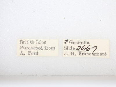 label view of adult Ptilodon cucullina