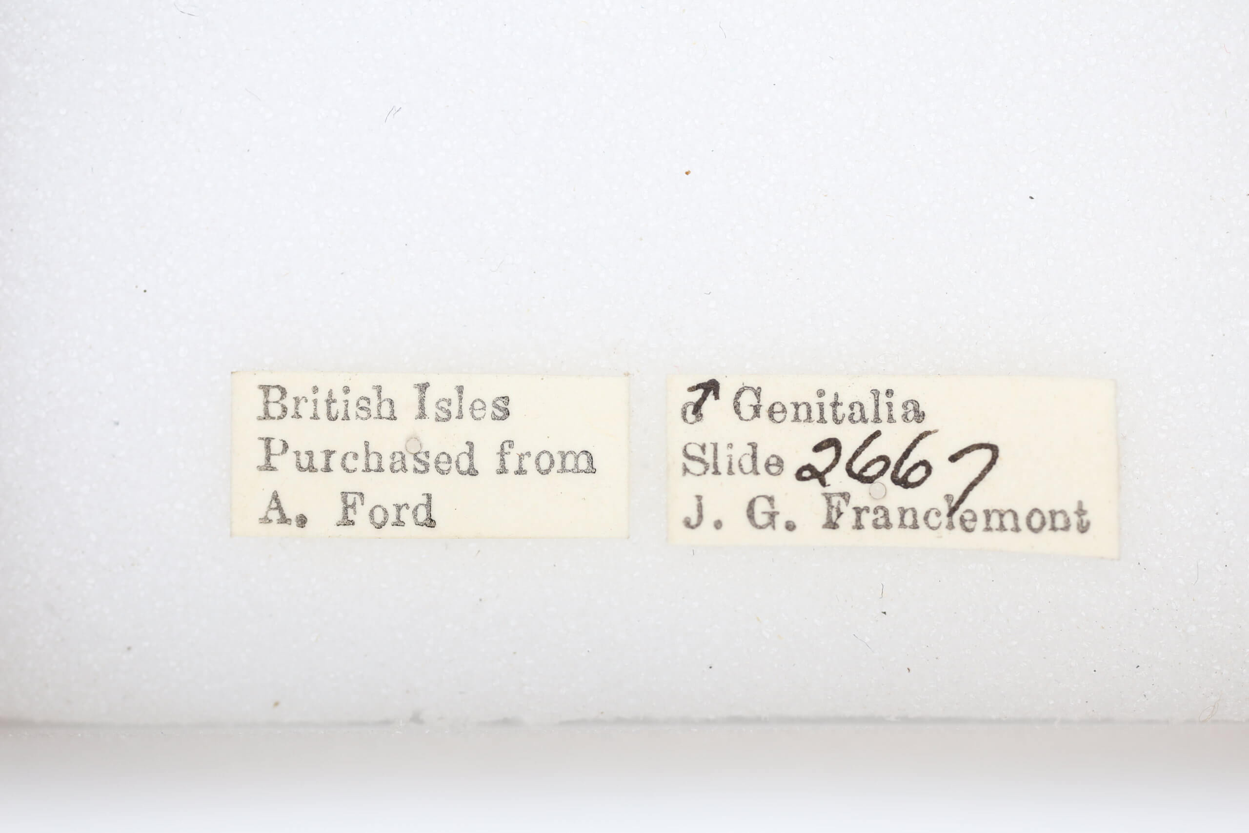 label view of adult Ptilodon cucullina