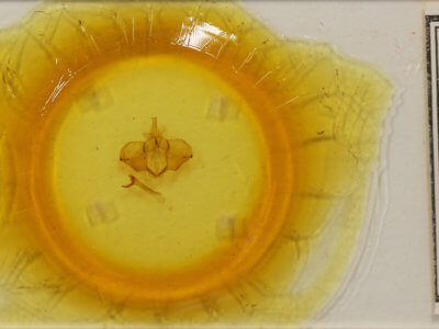 slide view of adult Ptilodon cucullina