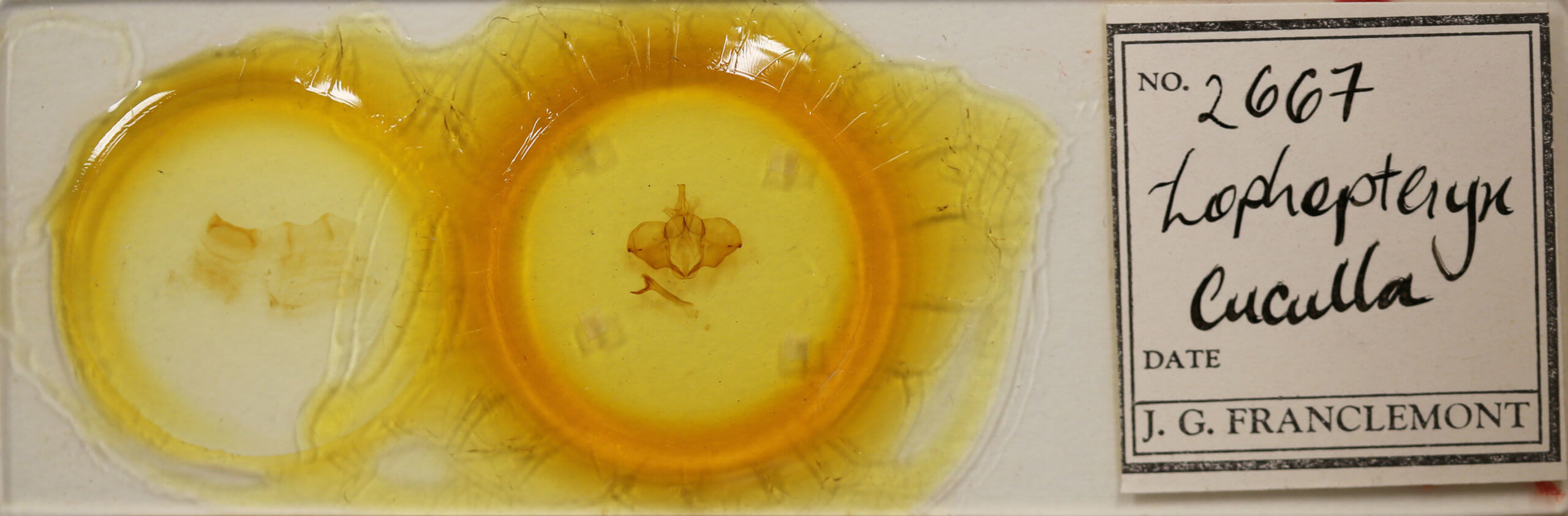 slide view of adult Ptilodon cucullina