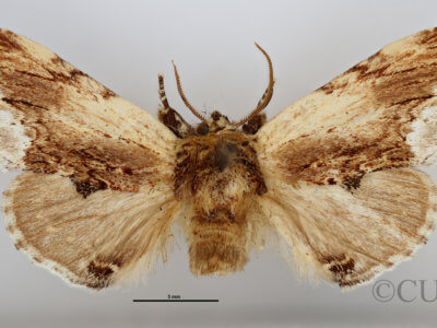 dorsal view of adult Ptilodon cucullina