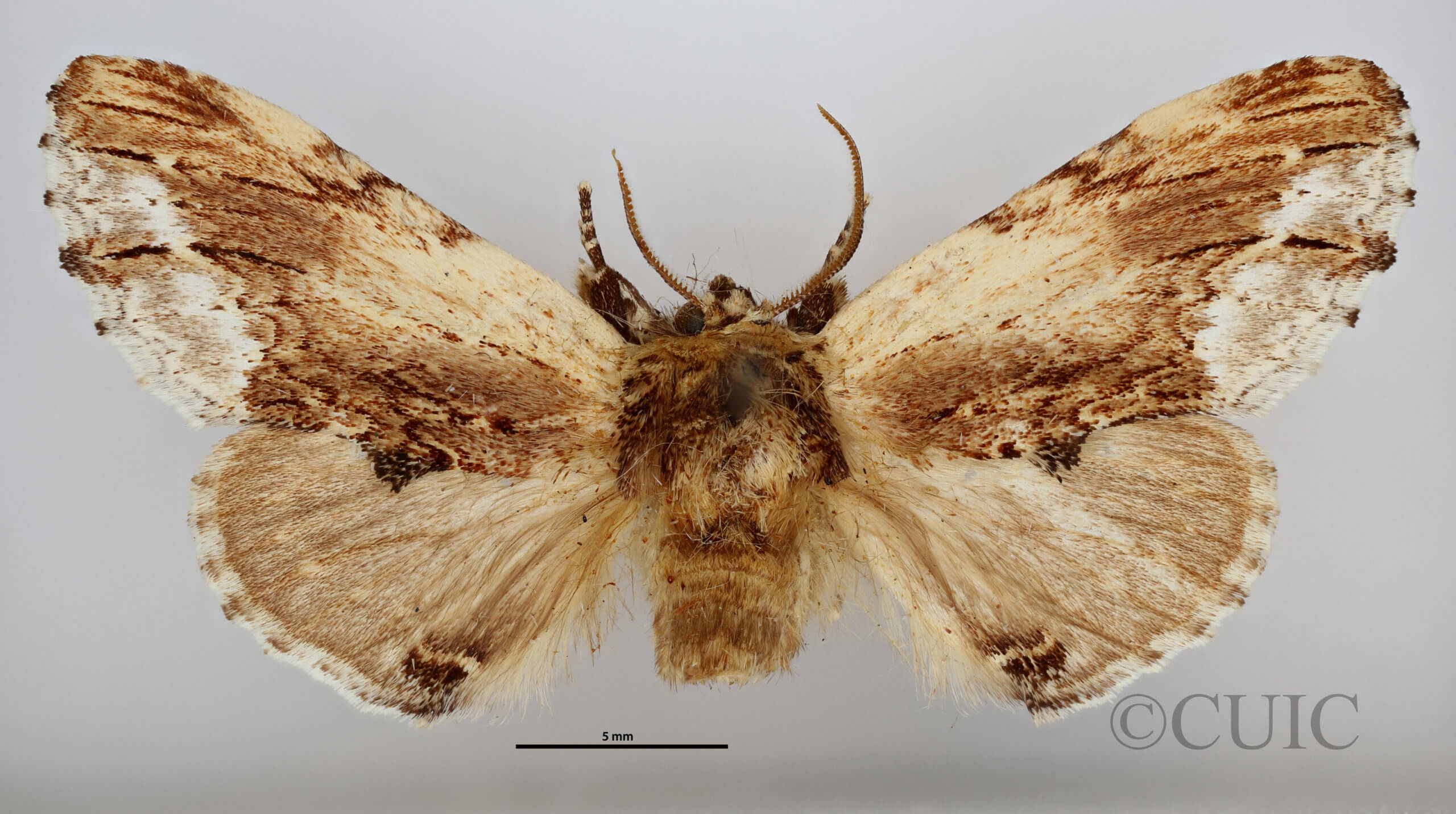 dorsal view of adult Ptilodon cucullina