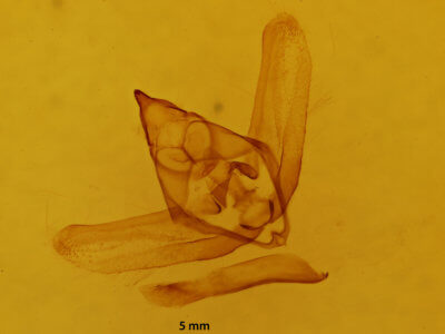 genitalia view of adult Lycia ypsilon