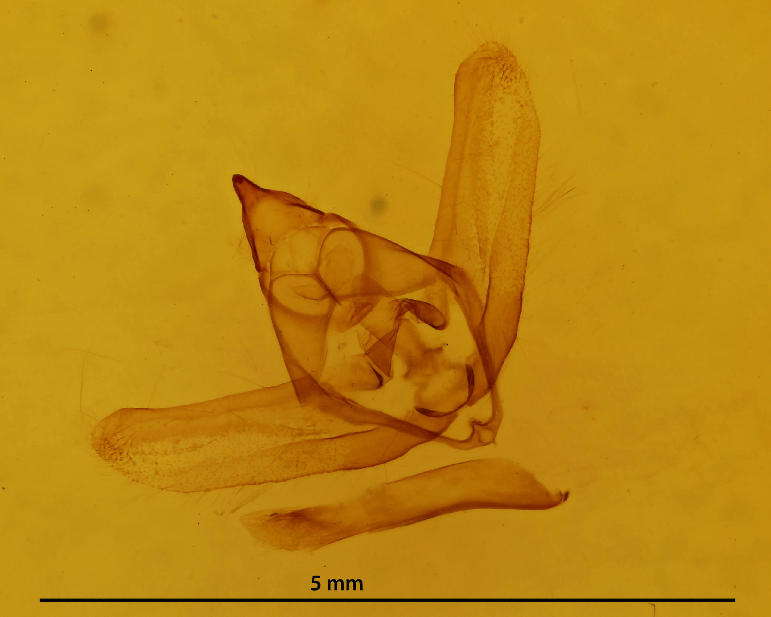 genitalia view of adult Lycia ypsilon