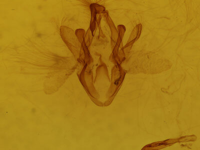 genitalia view of adult Macaldenia palumba