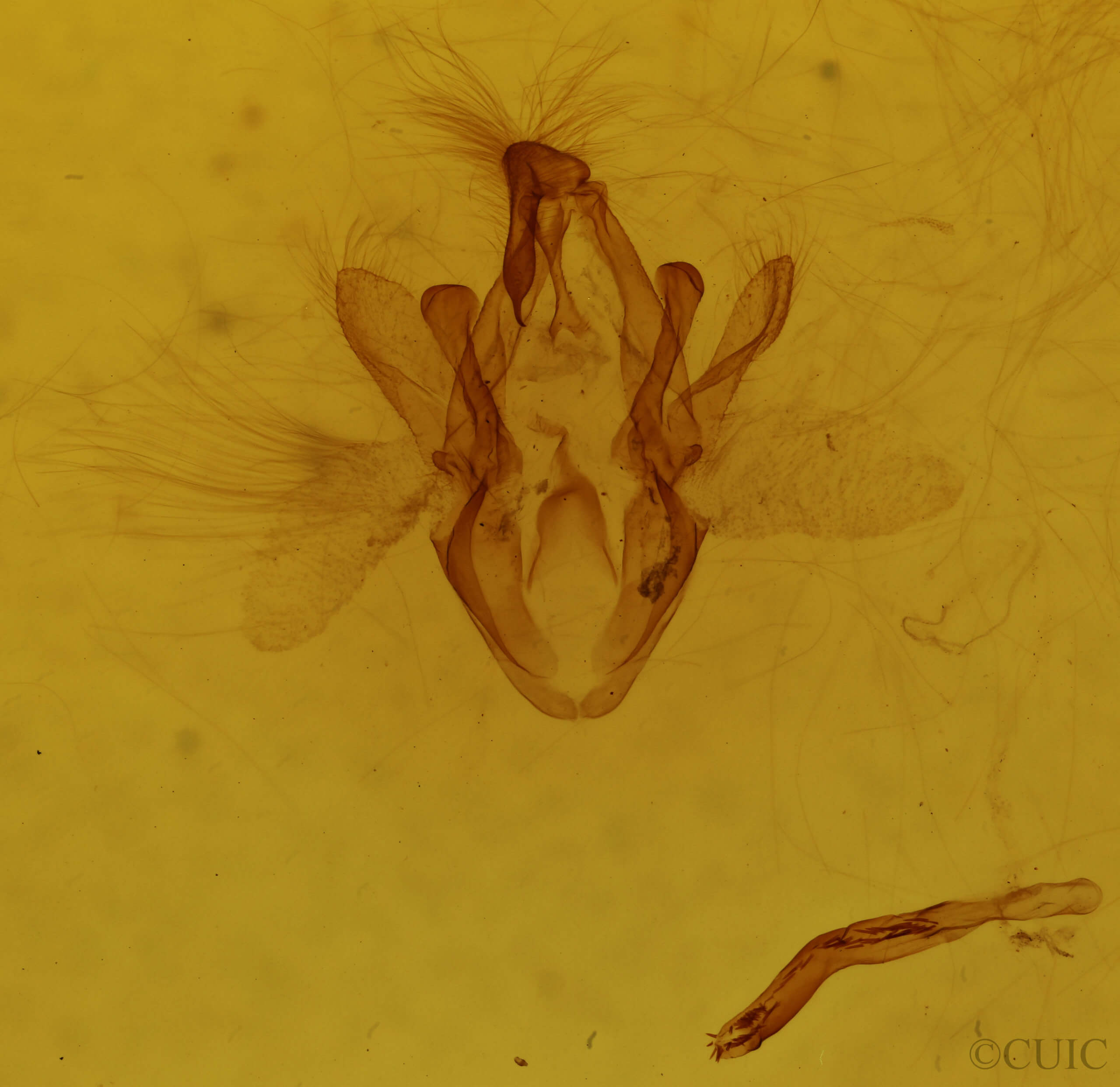 genitalia view of adult Macaldenia palumba
