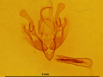 genitalia view of adult Senta flammea