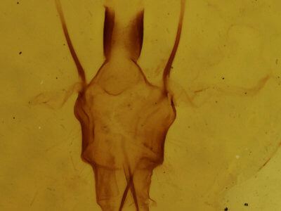 genitalia view of adult Senta flammea