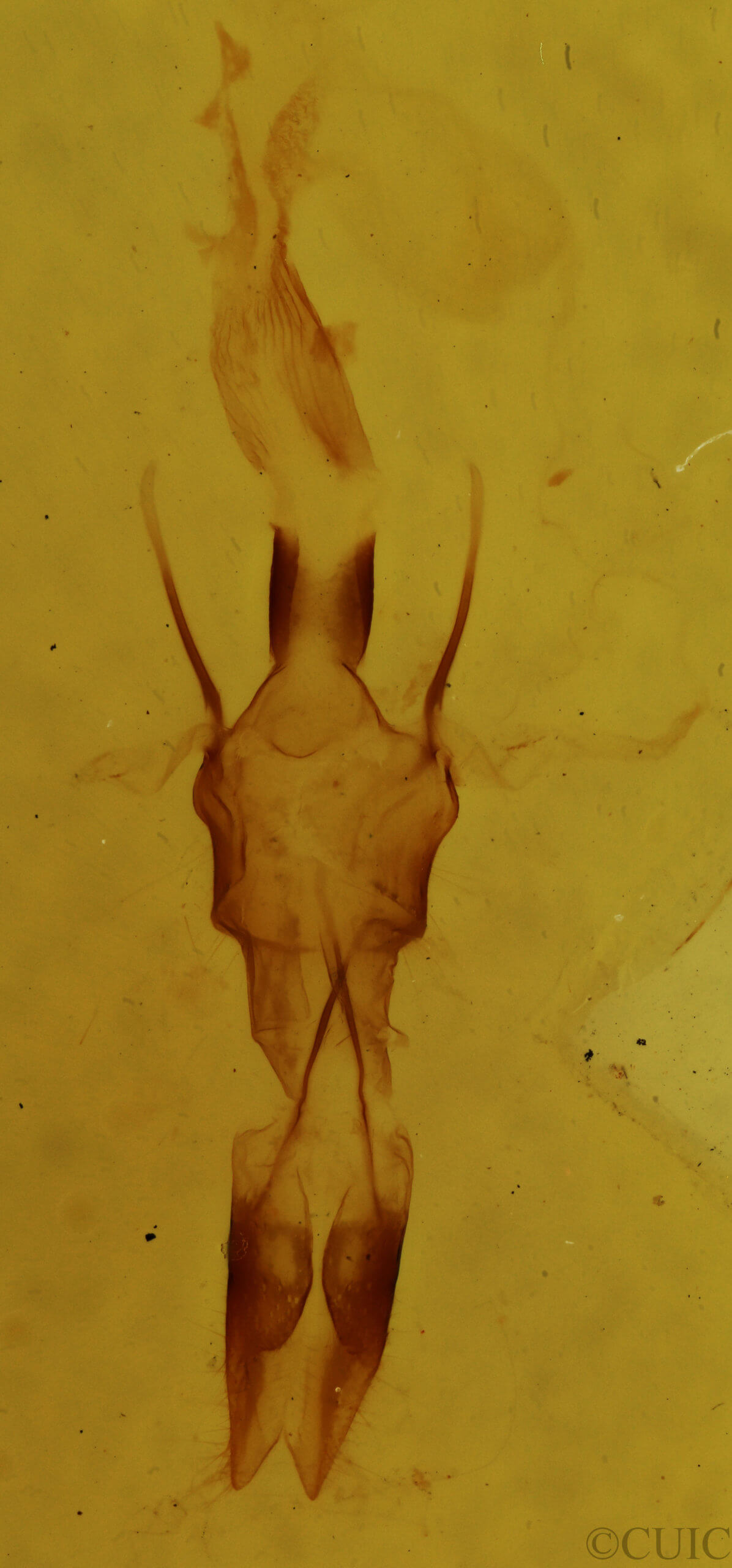 genitalia view of adult Senta flammea