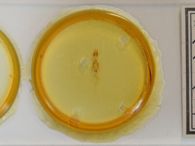 slide view of adult Senta flammea