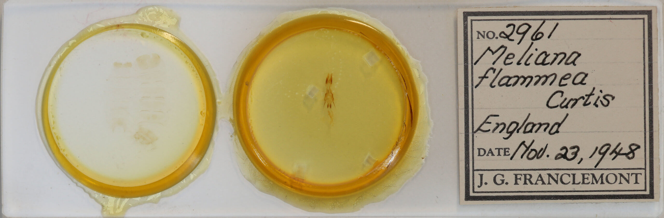 slide view of adult Senta flammea