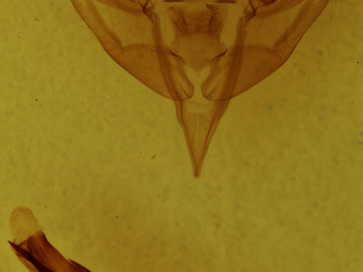 genitalia view of adult Meropleon cosmion