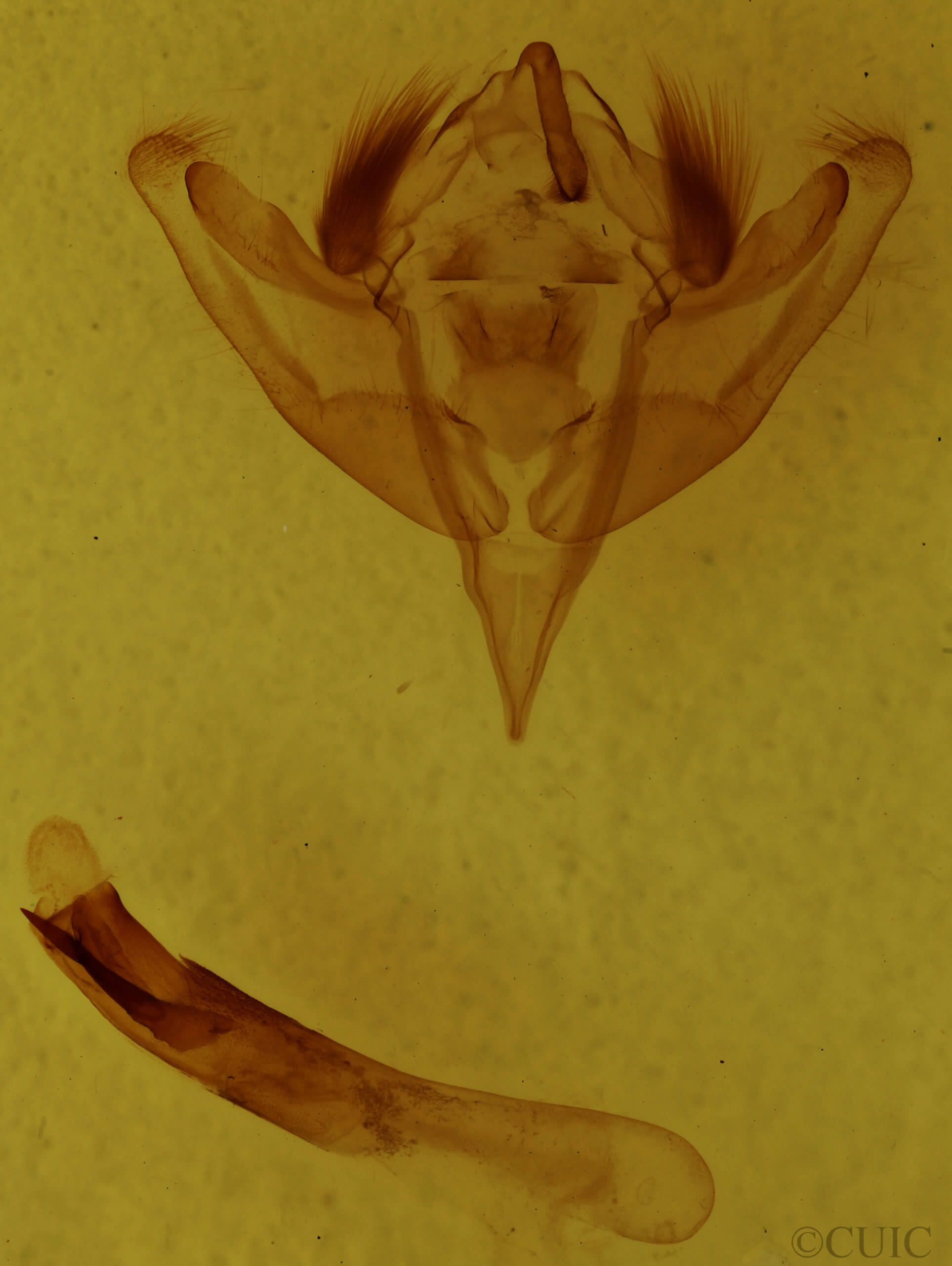 genitalia view of adult Meropleon cosmion