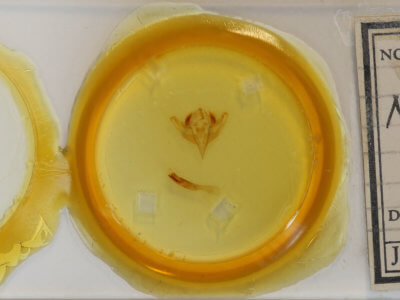 slide view of adult Meropleon cosmion