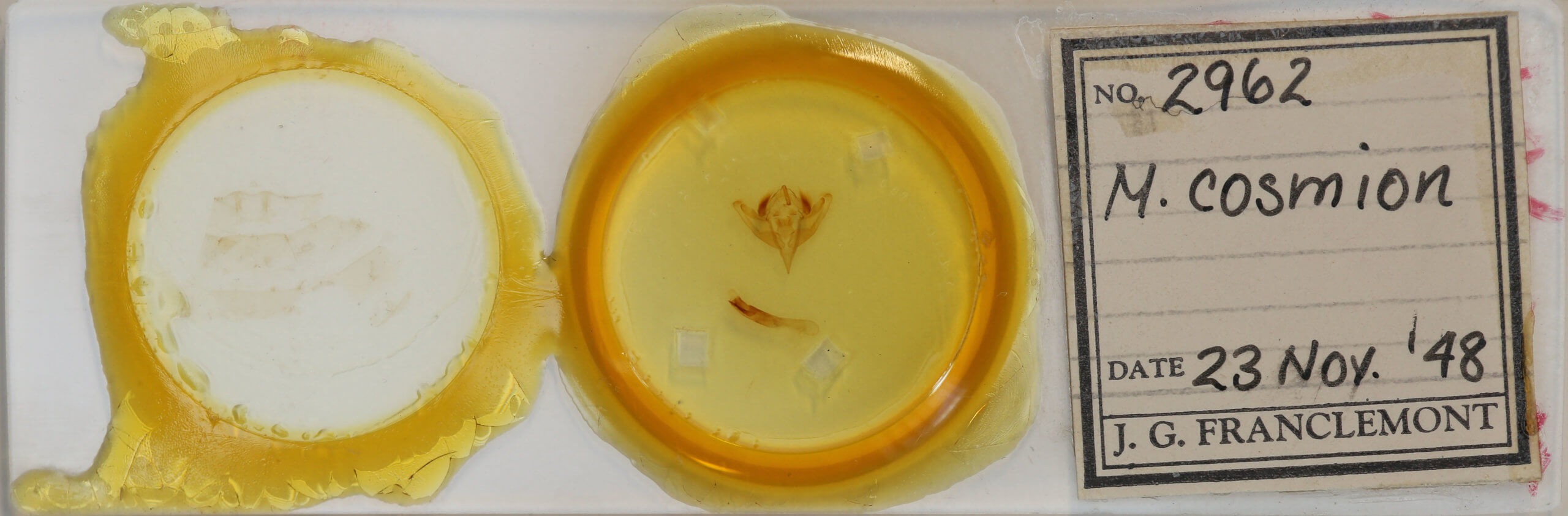 slide view of adult Meropleon cosmion