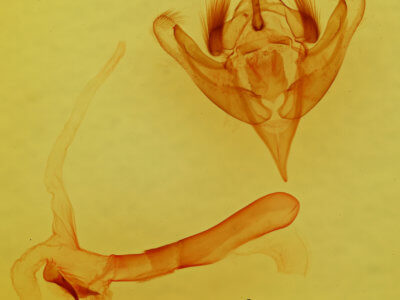 genitalia view of adult Meropleon cosmion