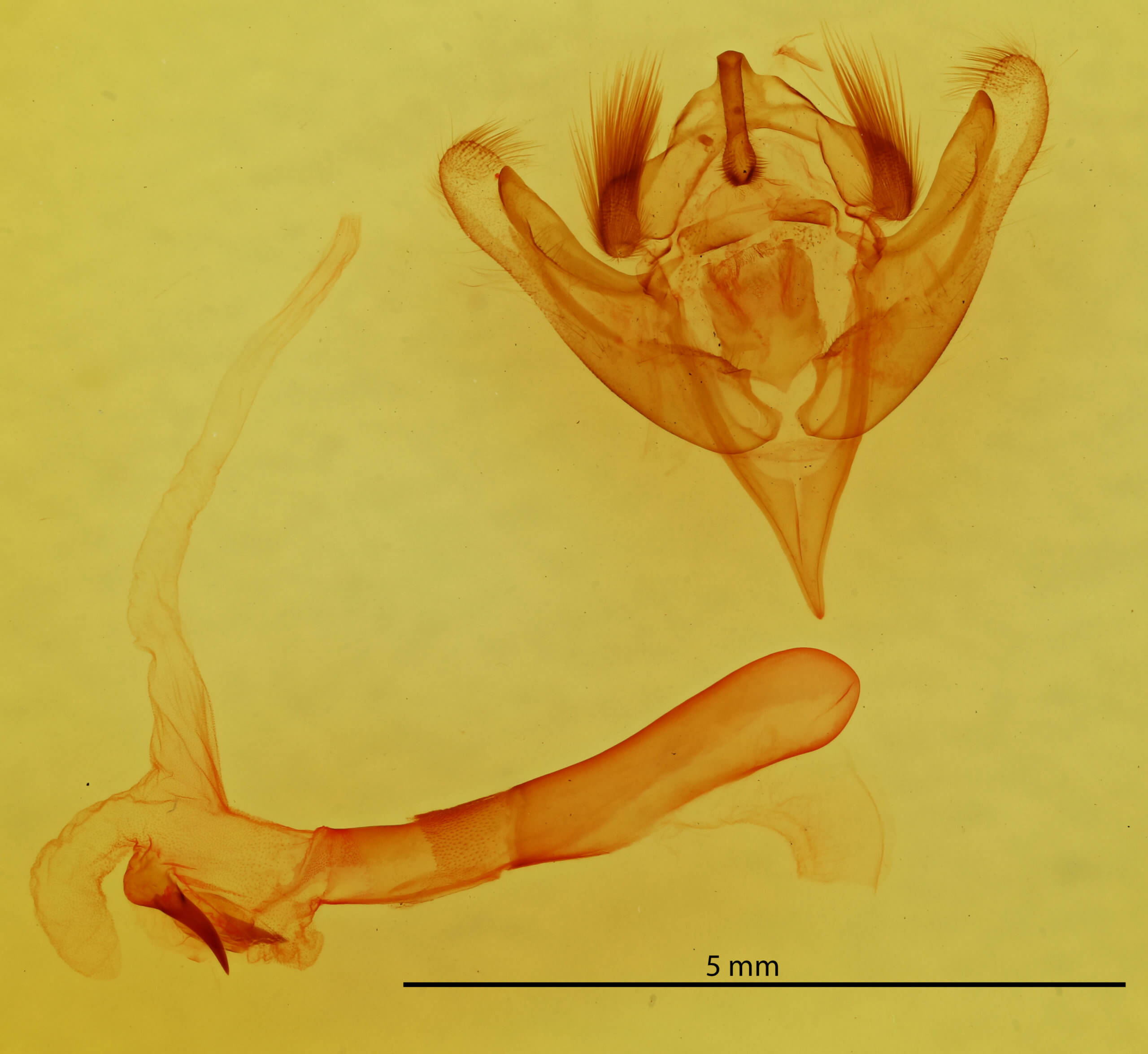 genitalia view of adult Meropleon cosmion