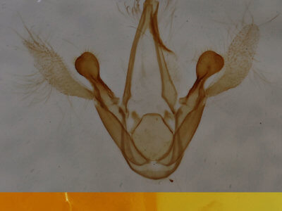 genitalia view of adult Metalectra richardsi