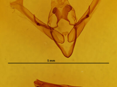 genitalia view of adult Cerastis fishii