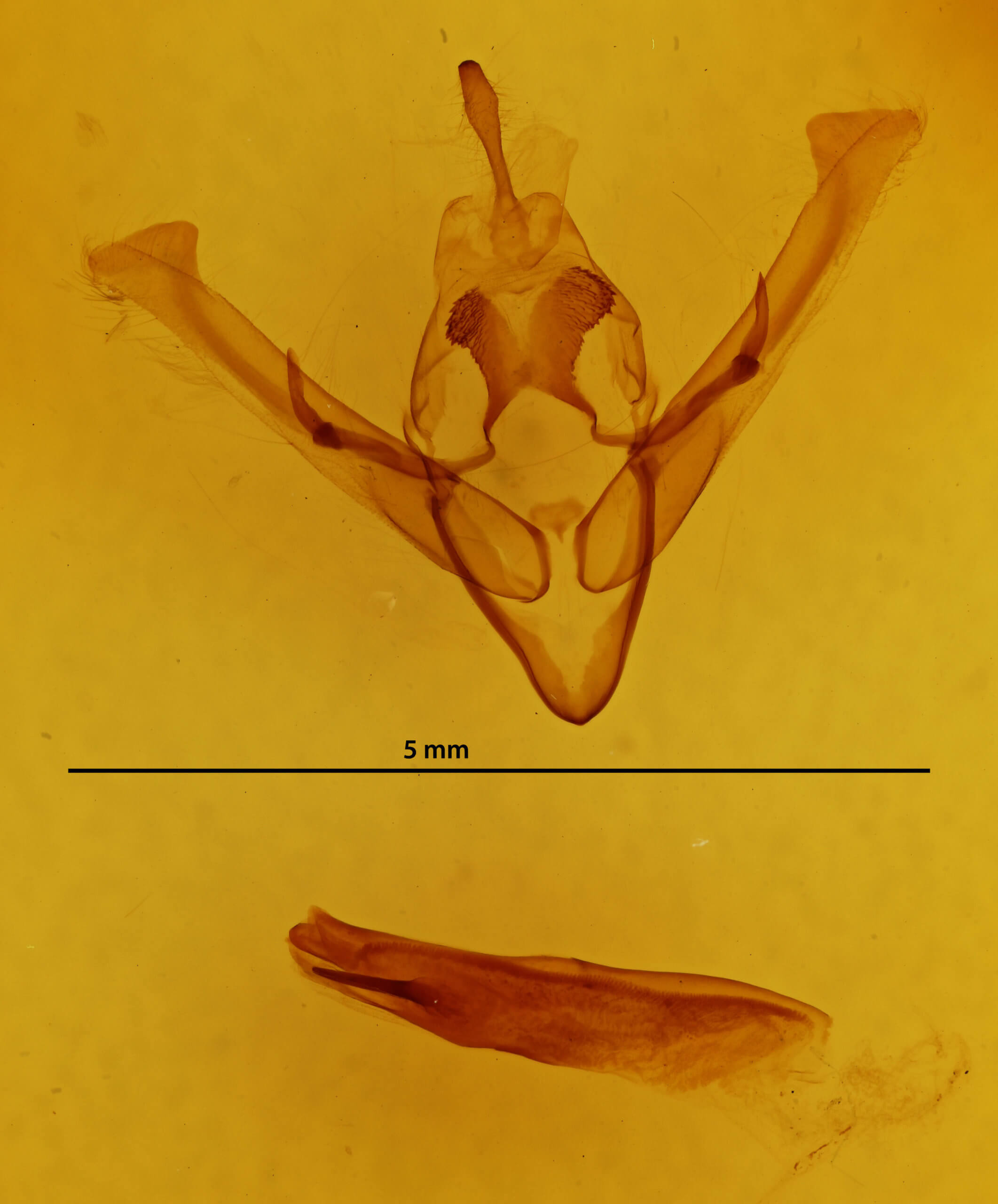 genitalia view of adult Cerastis fishii