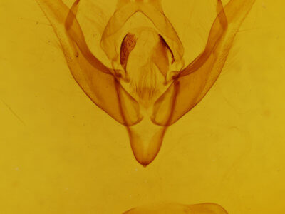 genitalia view of adult Cerastis salicarum