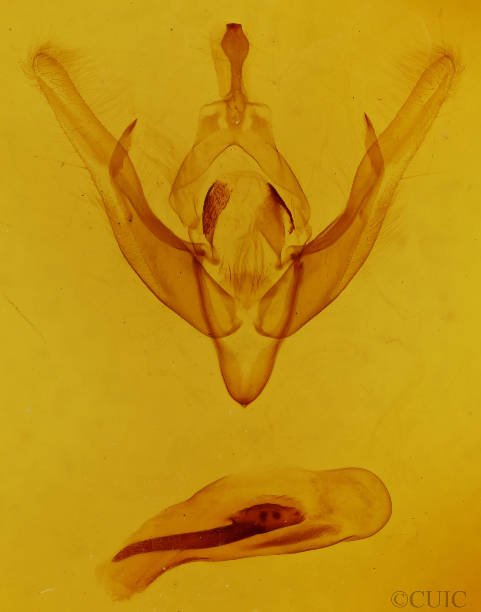 genitalia view of adult Cerastis salicarum