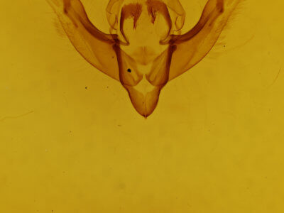 genitalia view of adult Cerastis salicarum