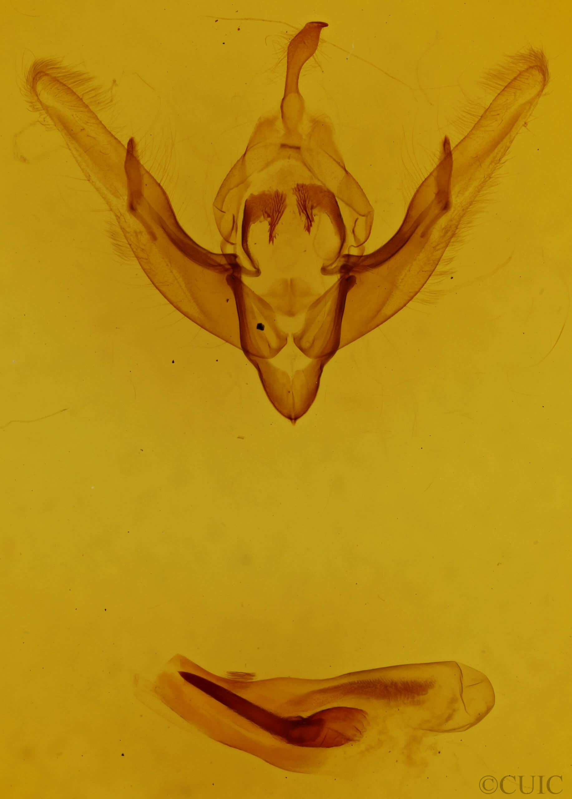 genitalia view of adult Cerastis salicarum