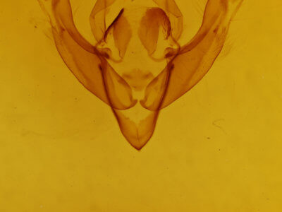 genitalia view of adult Cerastis salicarum