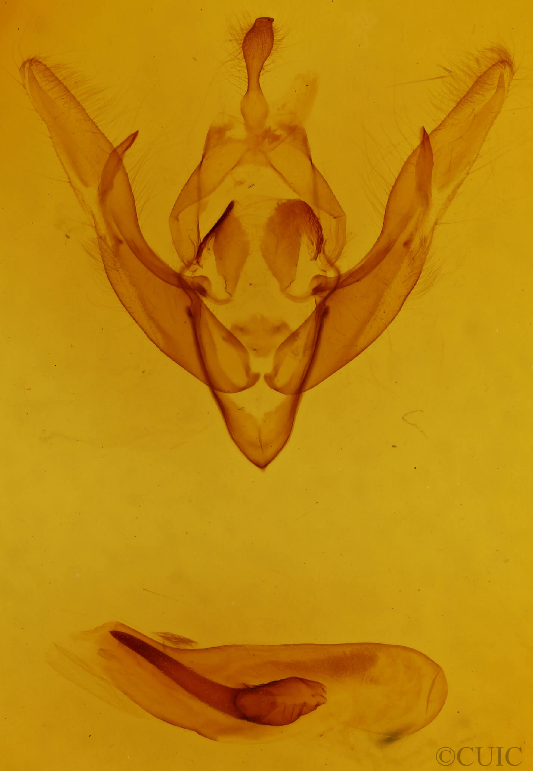 genitalia view of adult Cerastis salicarum