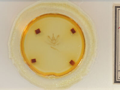 slide view of adult Metarranthis amyrisaria