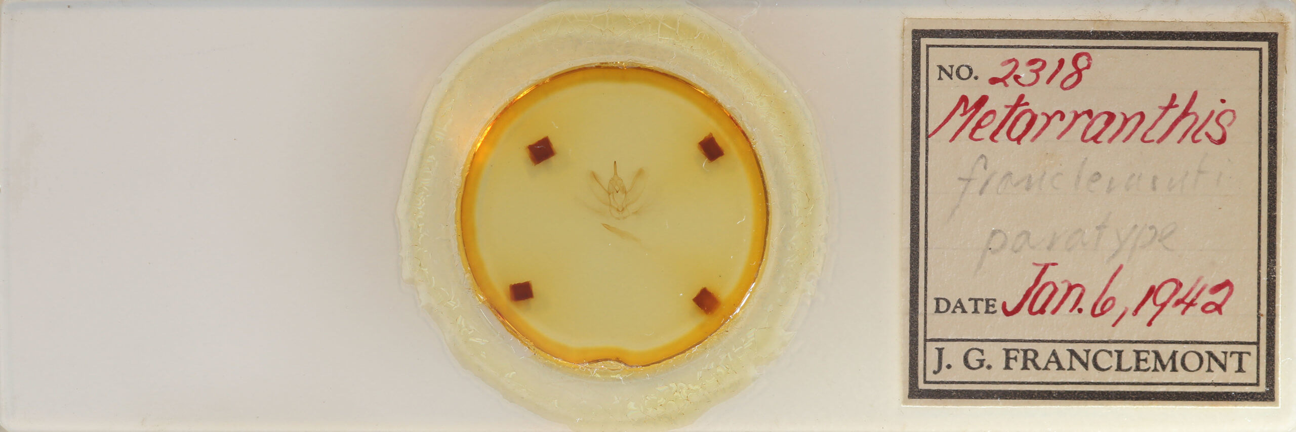 slide view of adult Metarranthis amyrisaria