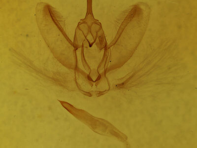 genitalia view of adult Metarranthis amyrisaria