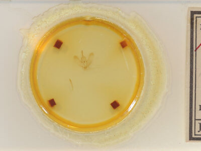 slide view of adult Metarranthis amyrisaria