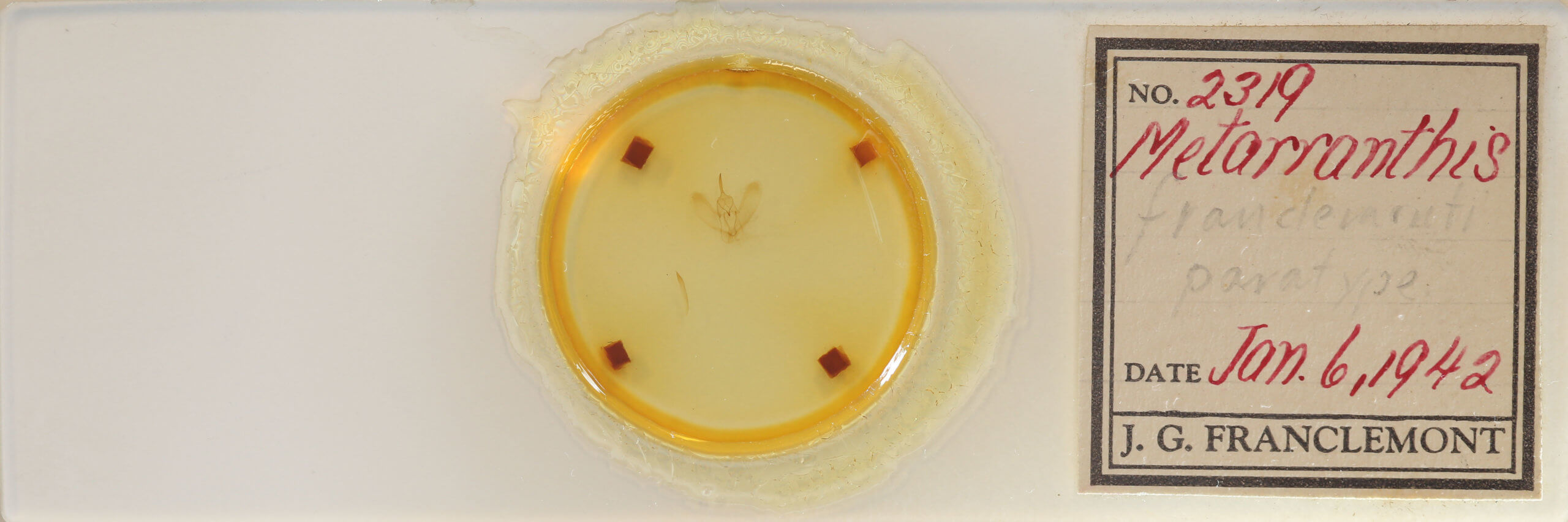 slide view of adult Metarranthis amyrisaria