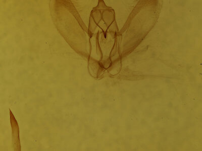 genitalia view of adult Metarranthis amyrisaria