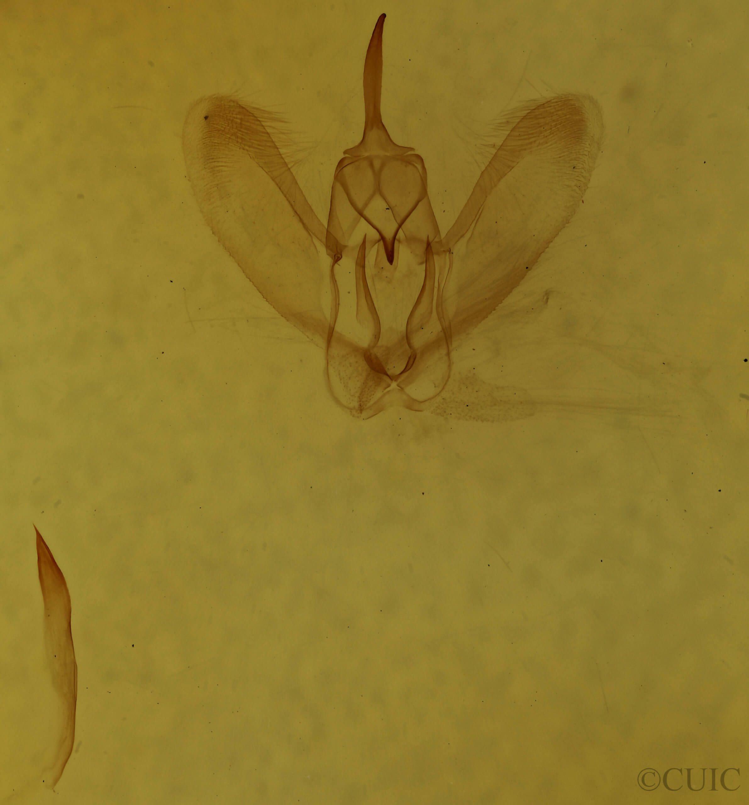 genitalia view of adult Metarranthis amyrisaria