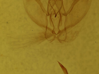 genitalia view of adult Metarranthis amyrisaria